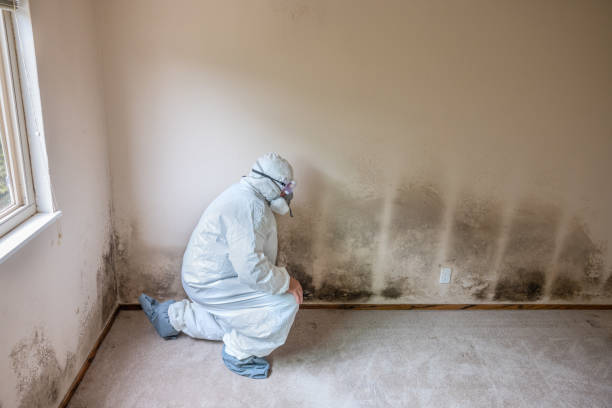 Professional Mold Inspection, Removal & Remediation in Dennison, OH